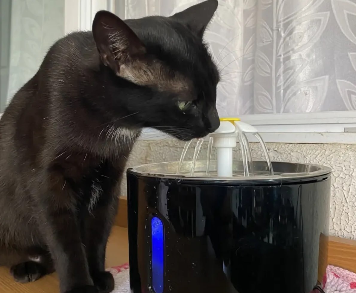 Bebedouro Pet Fonte Água 2,4 Litros Filtro Automático